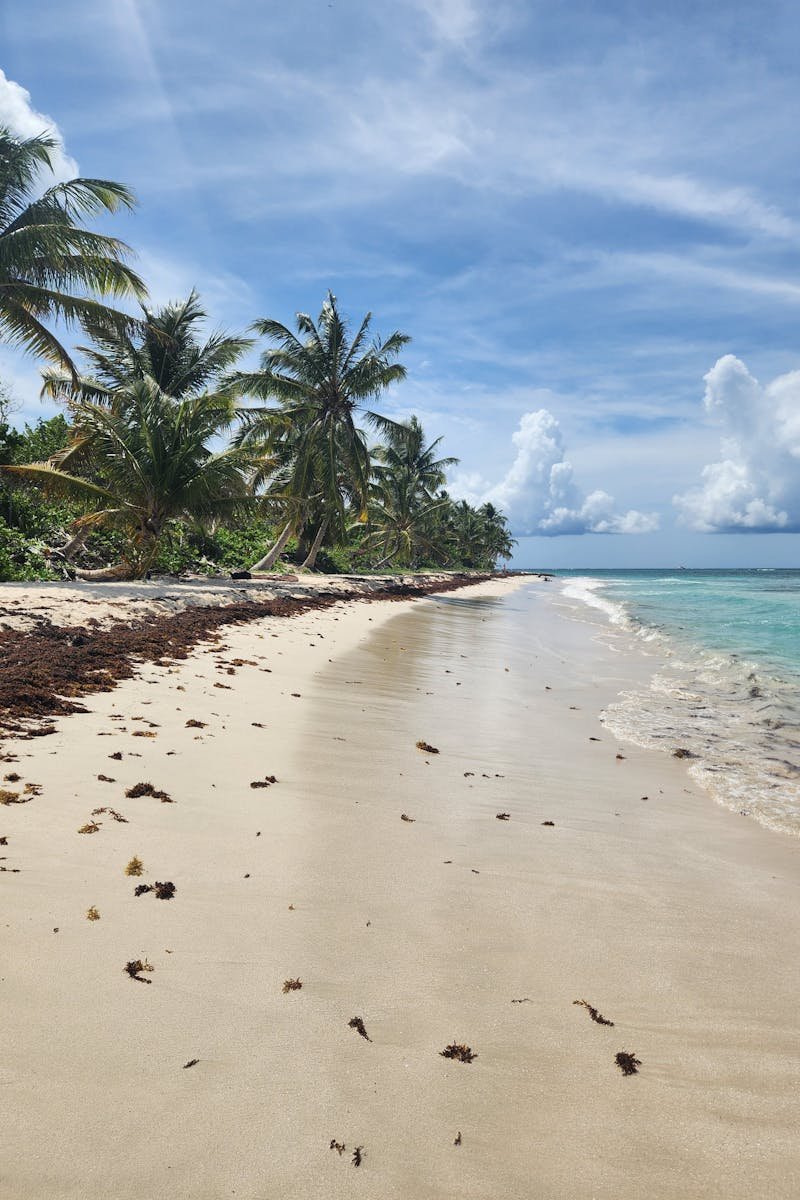 Serene beach view with palm trees in Flamenco, Culebra, ideal for travel inspiration.