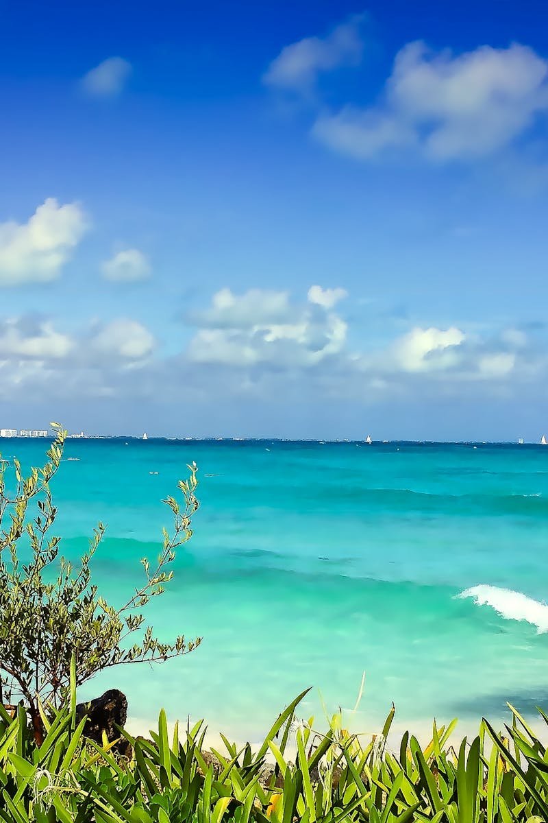 Vibrant beach with turquoise waters and green foliage in Cancun, Mexico, under a clear blue sky.